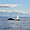 Baleine et son petit à Tadoussac