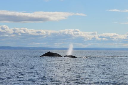 Baleine et son petit à Tadoussac