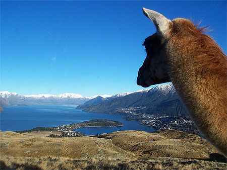 Lama au dessus du lac Wakatipu