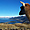 Lama au dessus du lac Wakatipu