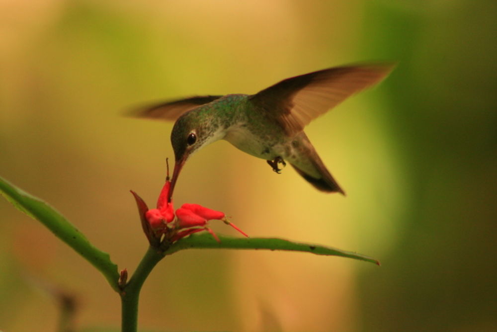 Colibri