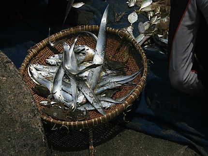 Pêche à Pangandaran