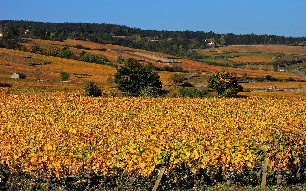 Les vignes de Côte d'Or