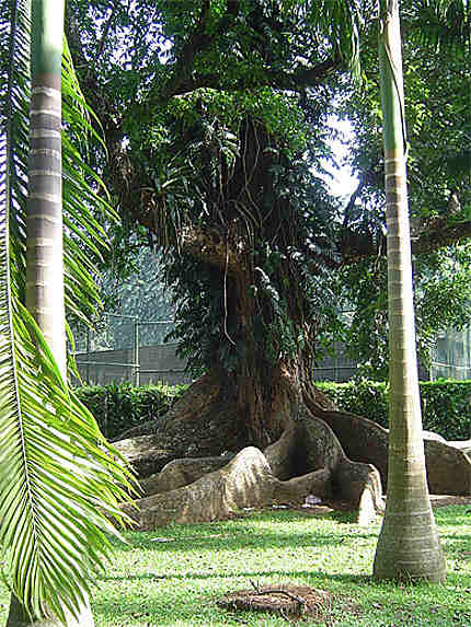 Jardin de Kandy