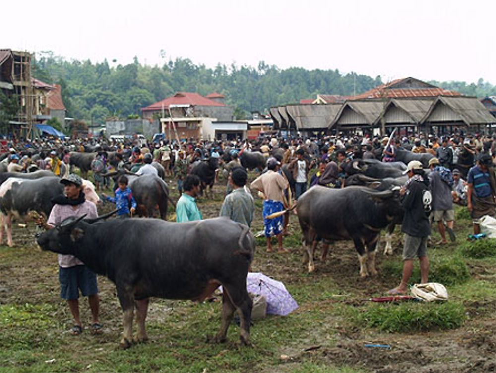 Buffles à vendre