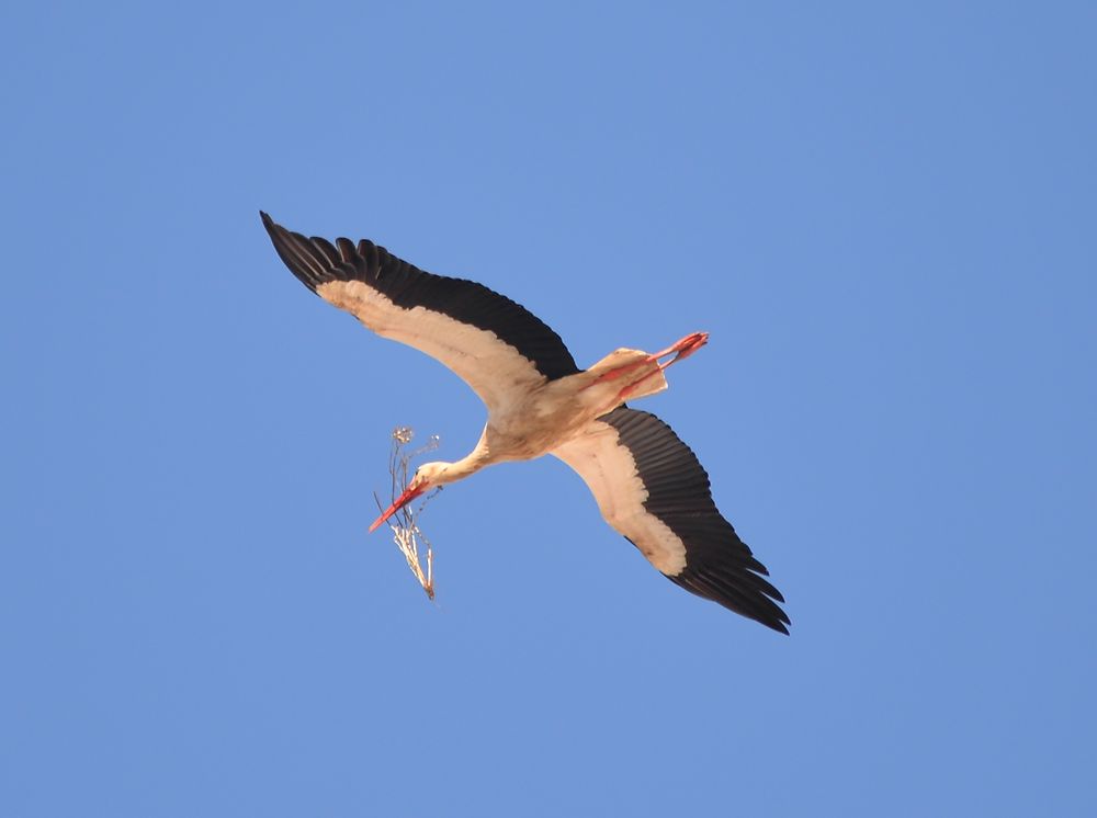 Cigogne à Portimão