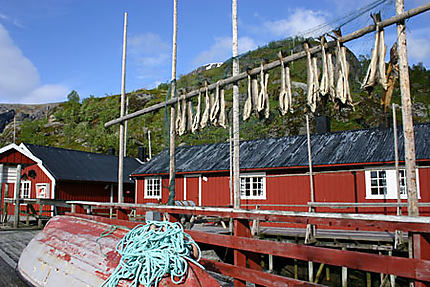 Séchage du poisson à Nusfjord