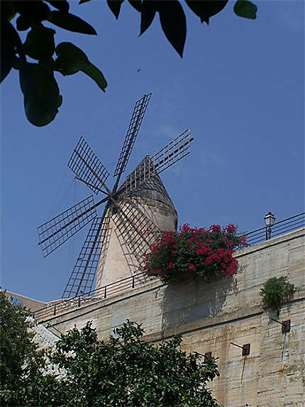 Moulin dans Palma