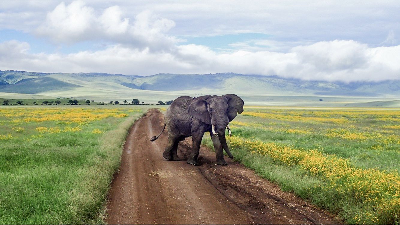 Un éléphant dans le cratère du Ngorongoro