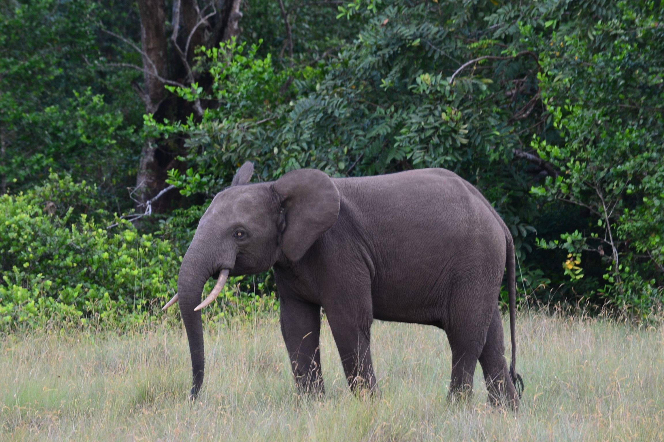 Éléphant mâle, parc national de Loango