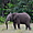 Éléphant mâle, parc national de Loango