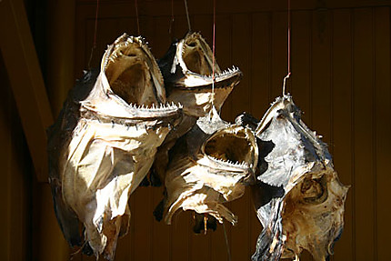 Trophées de poissons à Nusfjord