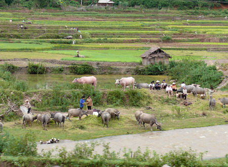 Scène dans la campagne région de Dien Bien Phu Scène dans la campagne région de Dien Bien Phu