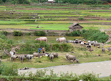 Scène dans la campagne région de Dien Bien Phu