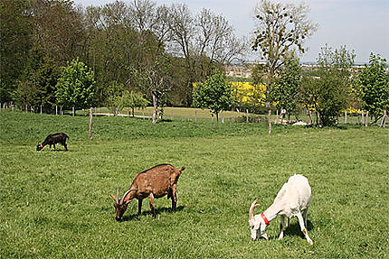 Les chèvres de la ferme d'Ecancourt