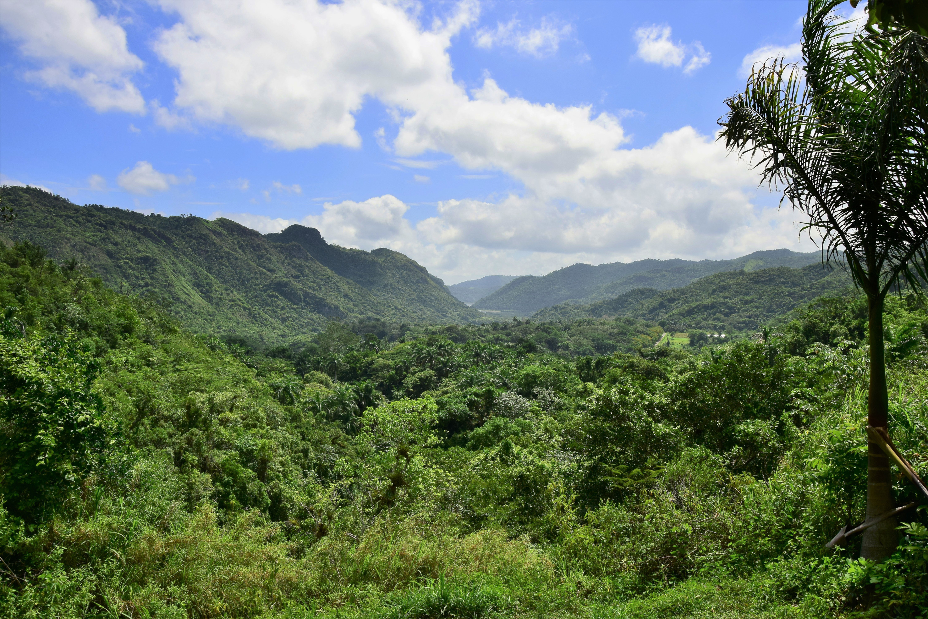 La forêt tropicale La forêt tropicale