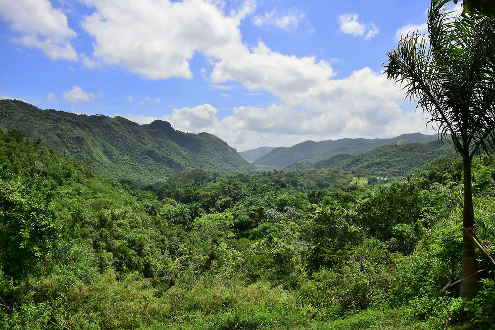 La forêt tropicale