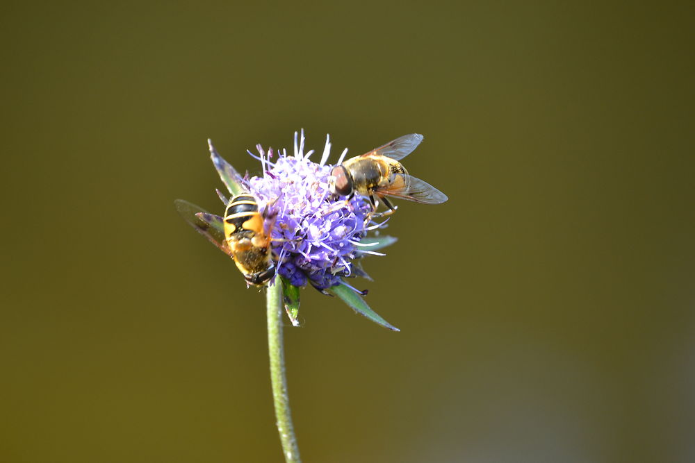 La fleur et les insectes étang de la Reinache