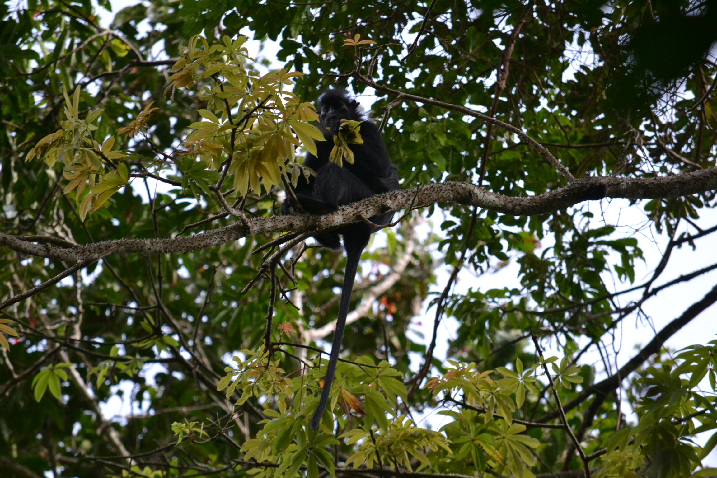 Singe au parc national de la Lopé, Gabon Singe au parc national de la Lopé, Gabon