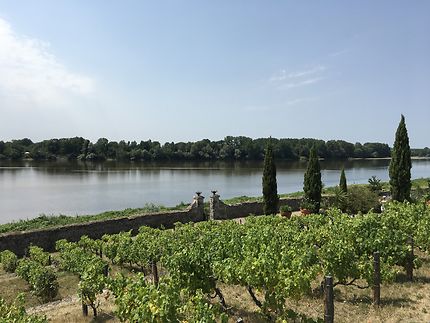 Vignes et végétation bord de Loire 