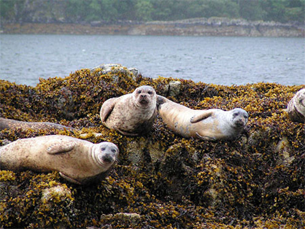 Phoques de Plockton