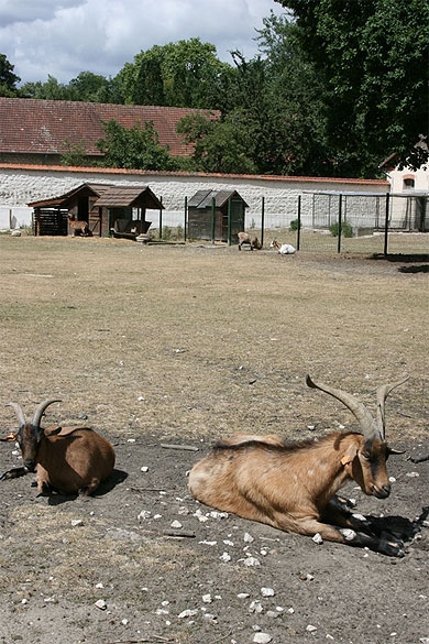 La ménagerie La ménagerie