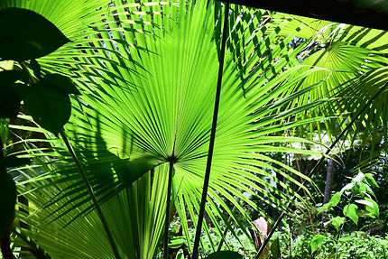 Végétation tropicale
