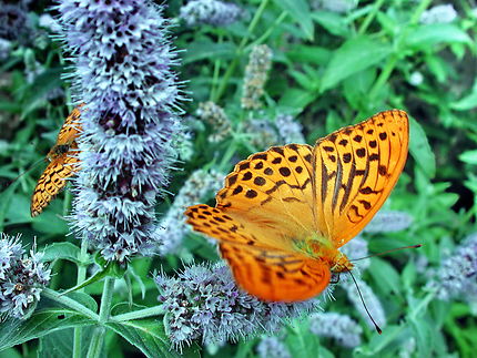 Papillon (argynis lepidora)