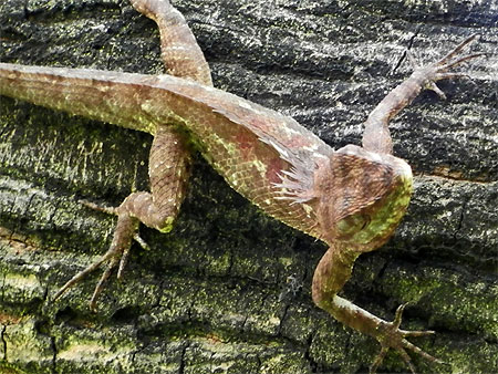 Un lézard perché dans un arbre Un lézard perché dans un arbre