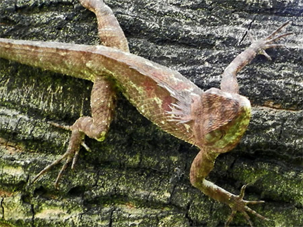 Un lézard perché dans un arbre