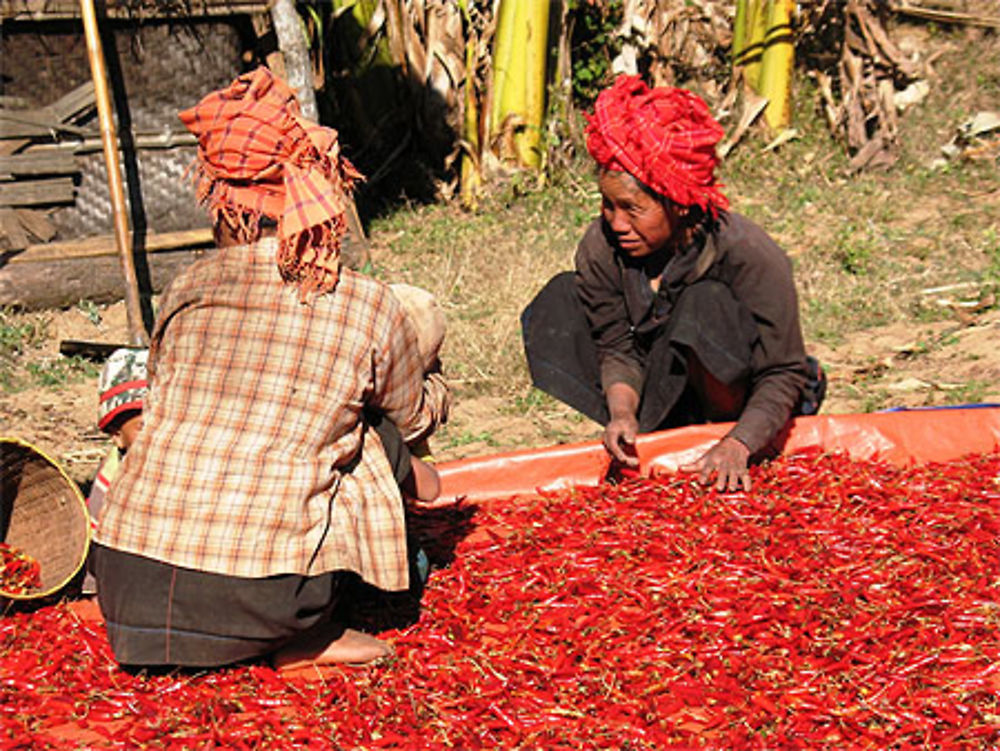 Séchage du piment