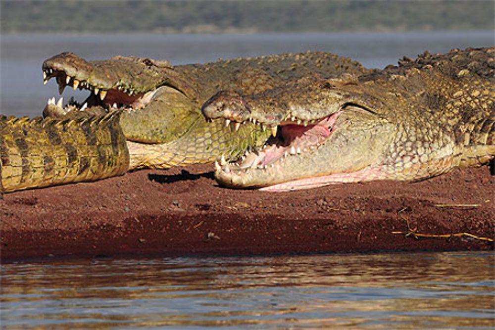 Crocodiles