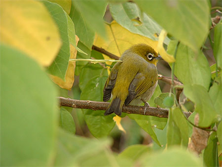 L'oiseau de Green Island