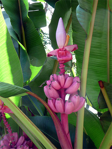 Banane rose Banane rose