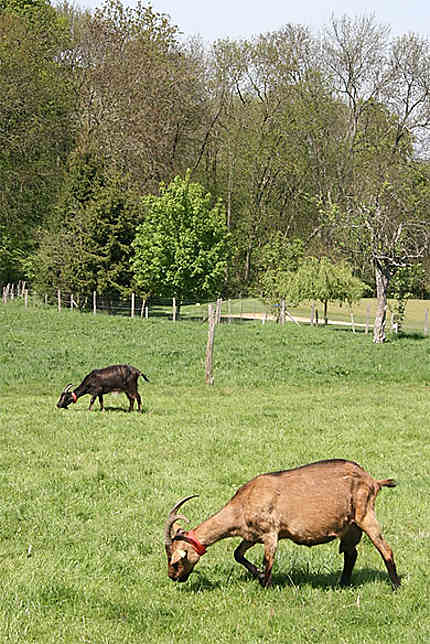 Chèvres de la ferme d'Ecancourt