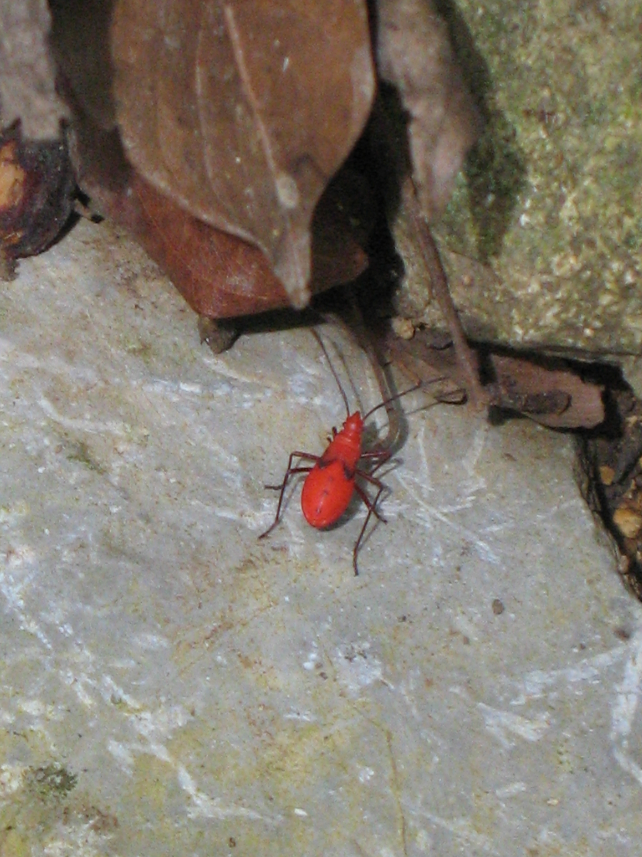 Insecte