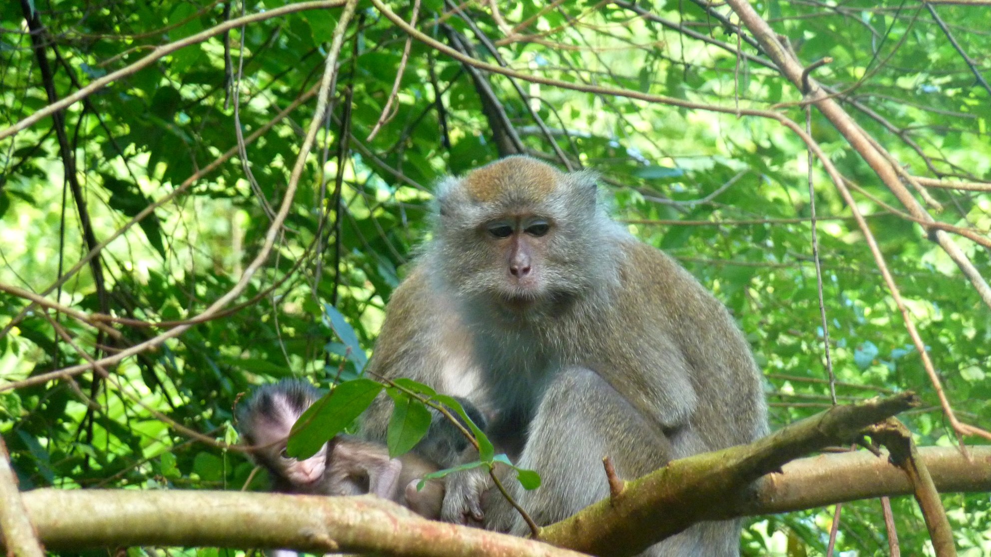 Macaques Macaques