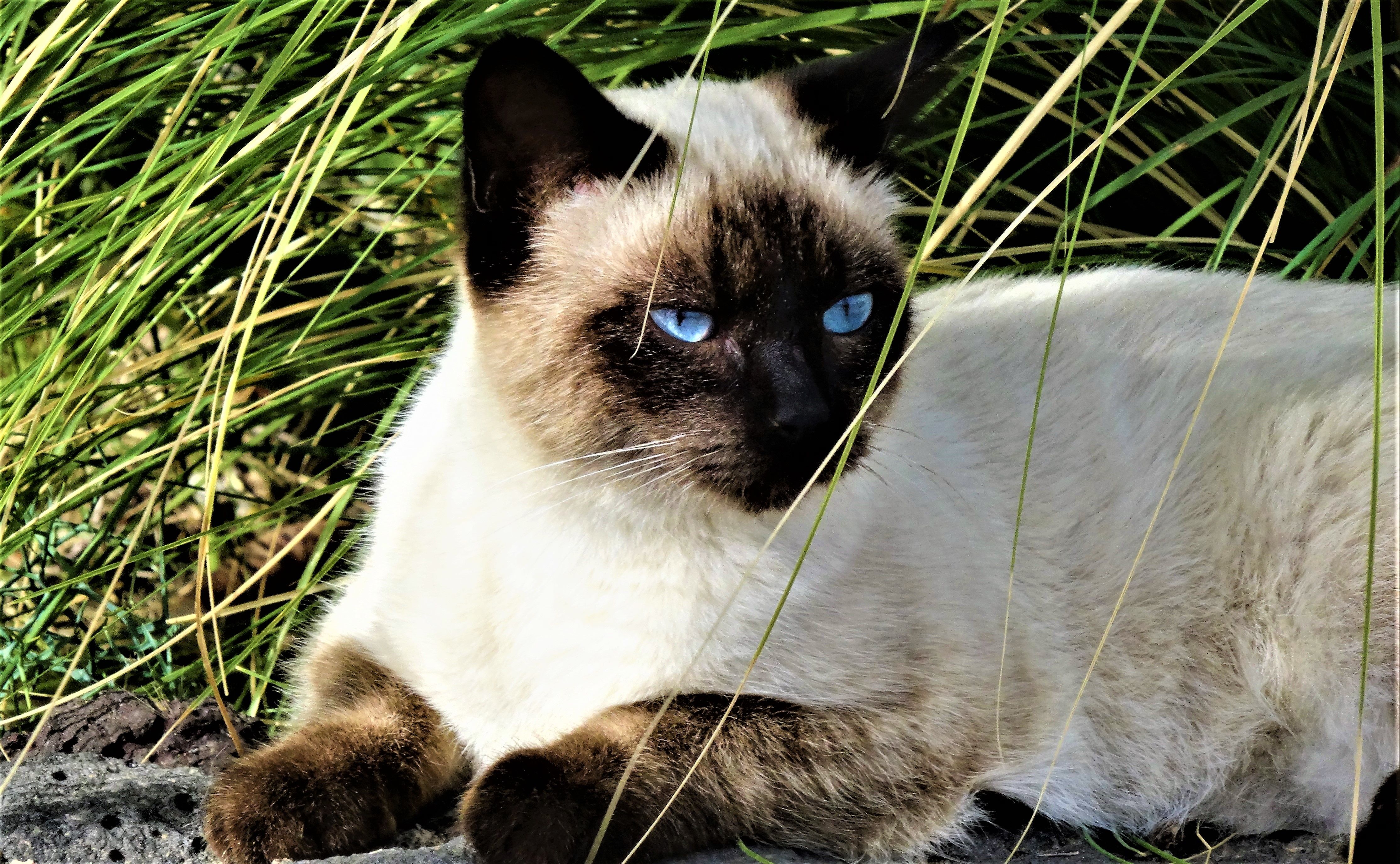 Chat blanc aux yeux bleus à Puerto del Carmen