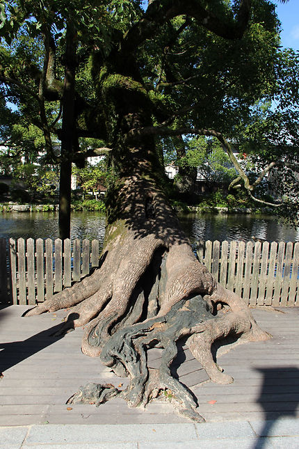 Dazaifu Tenman-gu, arbre