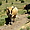 Les vaches à la clochette col de Portos