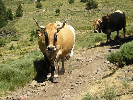 Les vaches à la clochette col de Portos