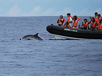 Whales watching, Lajes do Pico