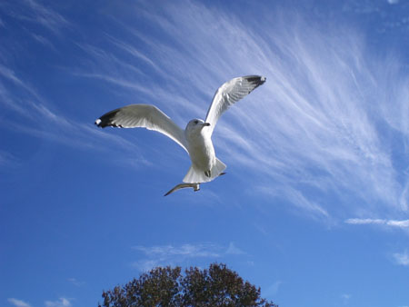 L'oiseau surpris L'oiseau surpris