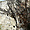 Une vieille racine dans les ruines de Chateauneuf 