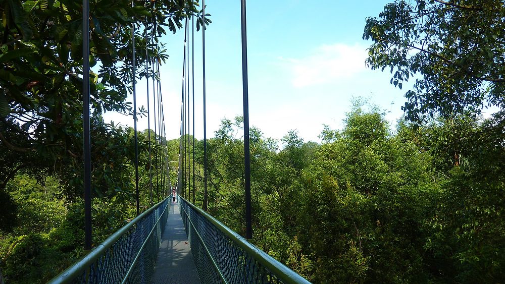 Tree top walk