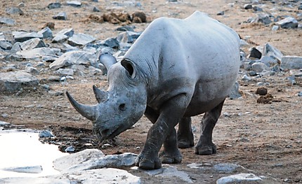 Rhinocéros en quête de boisson