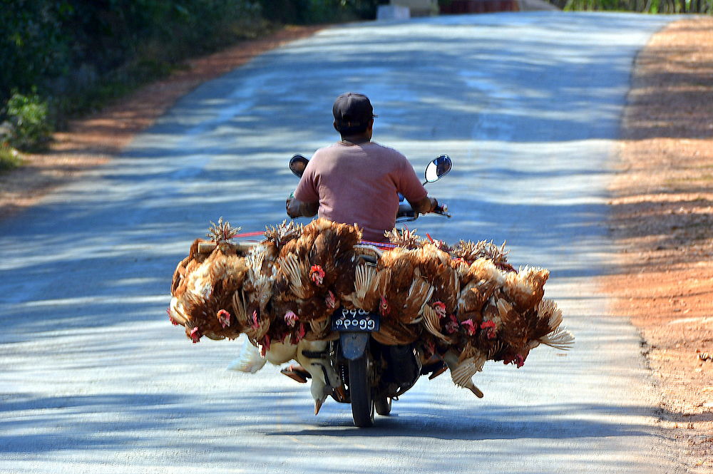 Transport de volailles