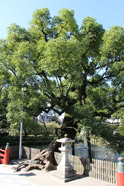 Dazaifu Tenman-gu, vieil arbre aux belles racines