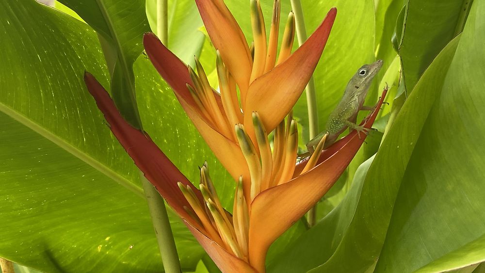 Anolis très curieux 