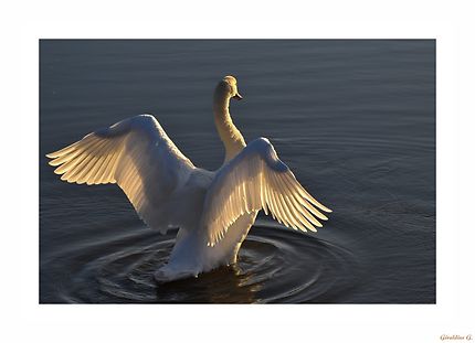 Cygne tuberculé